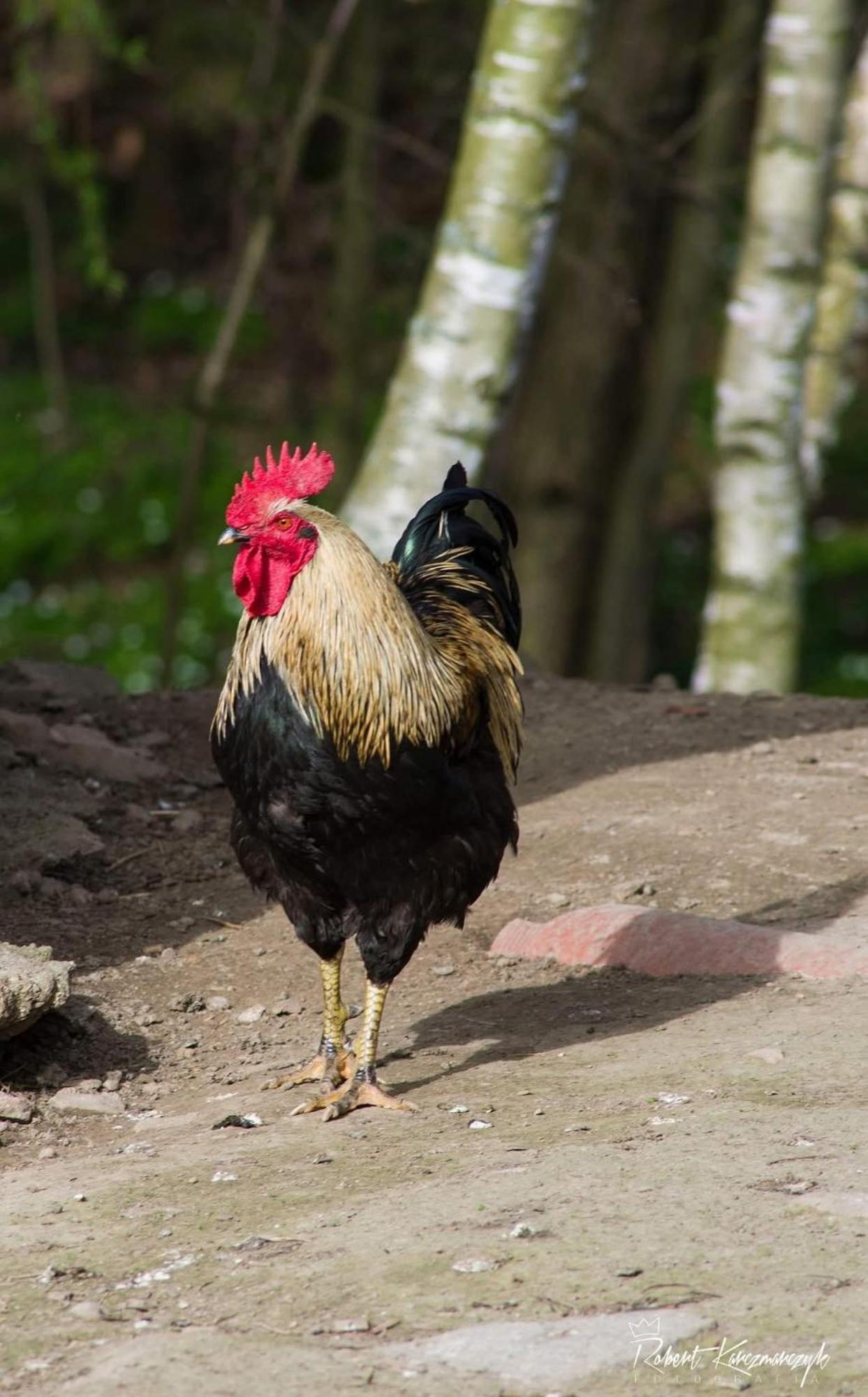 Izerski Poranek Gryfów Śląski Exteriör bild